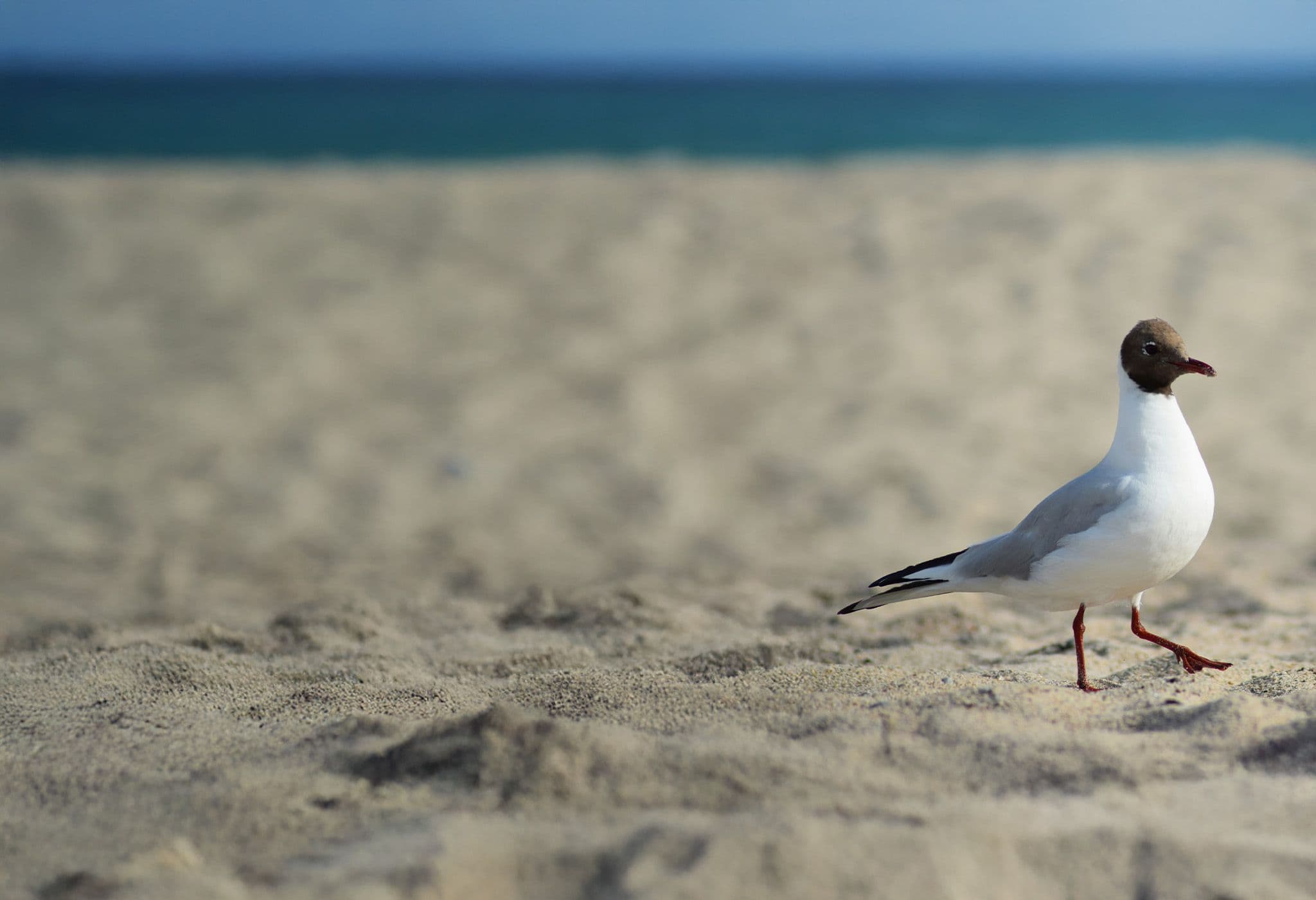 mewa nad morzem łeba noclegi