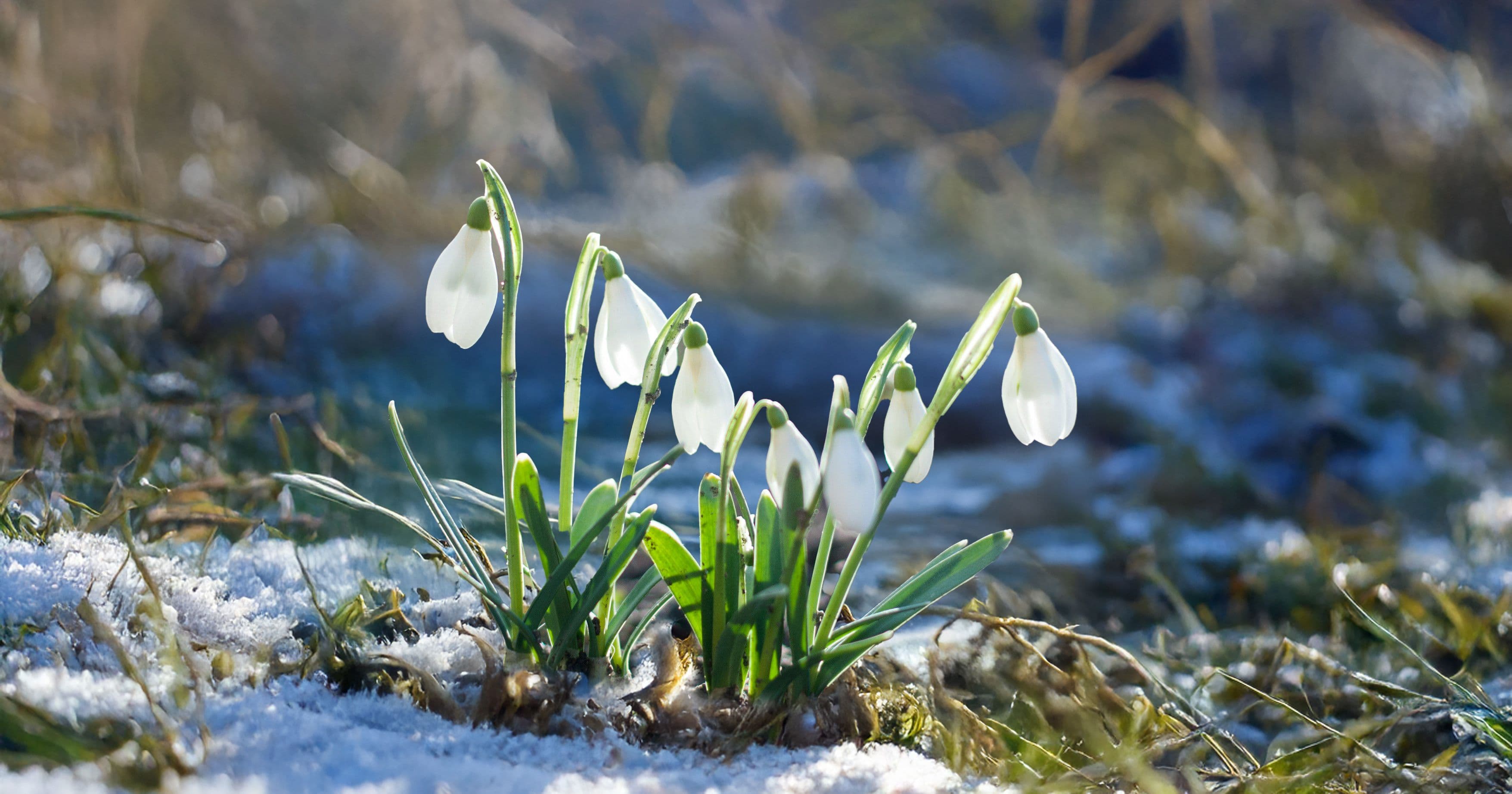 pakiet nowy rok, zabiegi 7 dni nad morzem