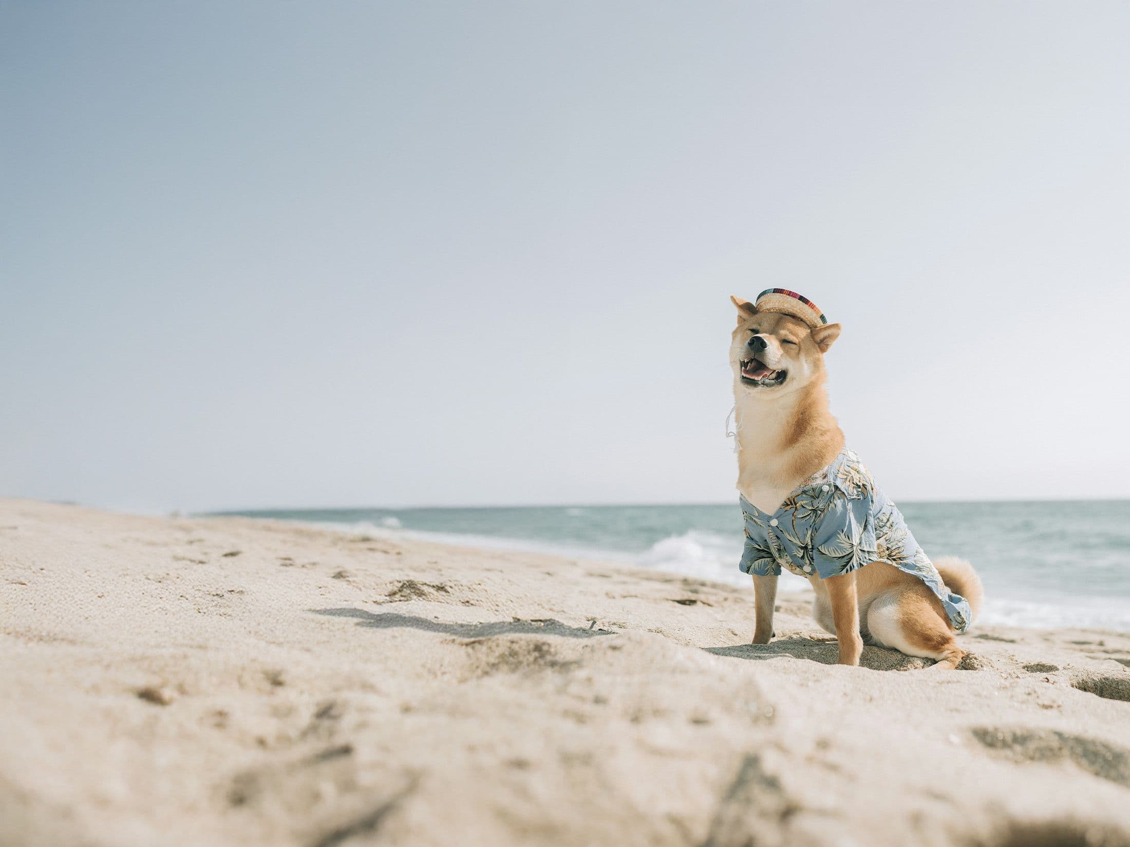 wyjazd nad mrze z psem - pies na plaży w czapce i koszulce